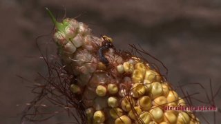 九九精品无码av大全➕欧美激情三级一区二区